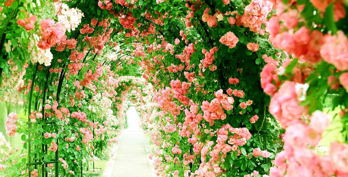 バラの花のトンネル
